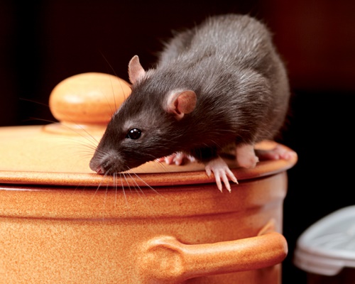 Pest-advice-rat-on-a-pot